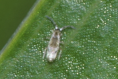Paronellidae
