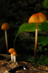 Marasmius sullivantii