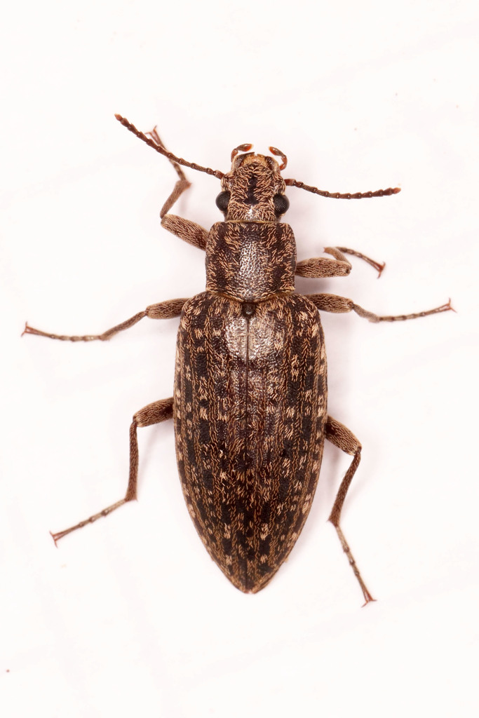 Tapering Darkling Beetles