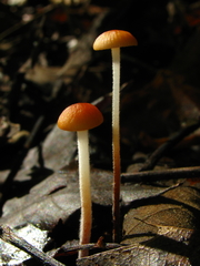 Marasmius sullivantii