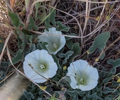 Calystegia collina oxyphylla