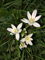 Ornithogalum umbellatum