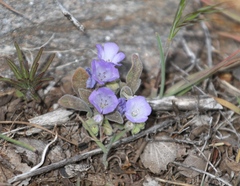 Phacelia curvipes