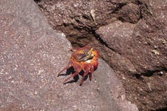 Grapsus grapsus