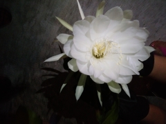 Epiphyllum oxypetalum