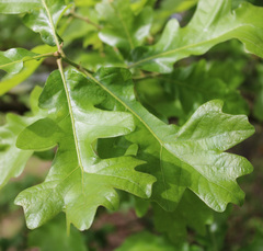 Andricus chinquapin