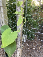 Aristolochia tomentosa