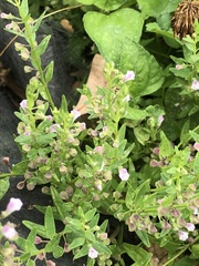 Scutellaria racemosa