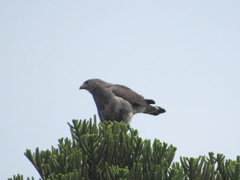 Buteo plagiatus