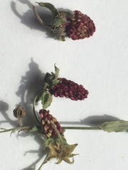Fragaria vesca americana