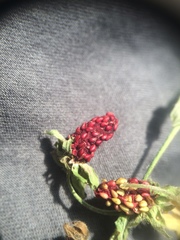 Fragaria vesca americana