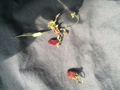 Fragaria vesca americana