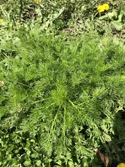 Matricaria discoidea