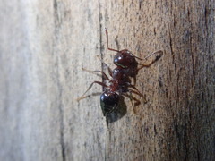 Formicidae
