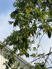 Artabotrys hexapetalus