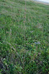Silene multiflora