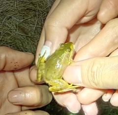 Pelophylax plancyi