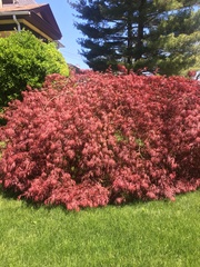 Acer