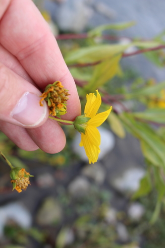 Image of Guizotia abyssinica by (c) Fabien Piednoir, some rights reserved (CC BY-SA)