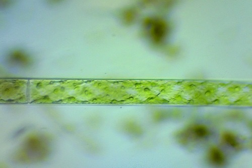 Spirogyra observed 2021-05-01