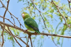 Forpus conspicillatus