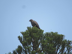 Buteo plagiatus