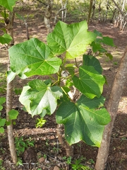 Jatropha curcas