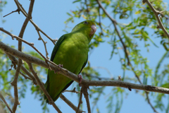 Forpus conspicillatus