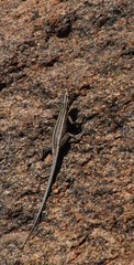 Platysaurus capensis