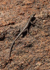 Platysaurus capensis