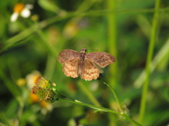 Theagenes dichrous