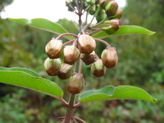 Asclepias melantha