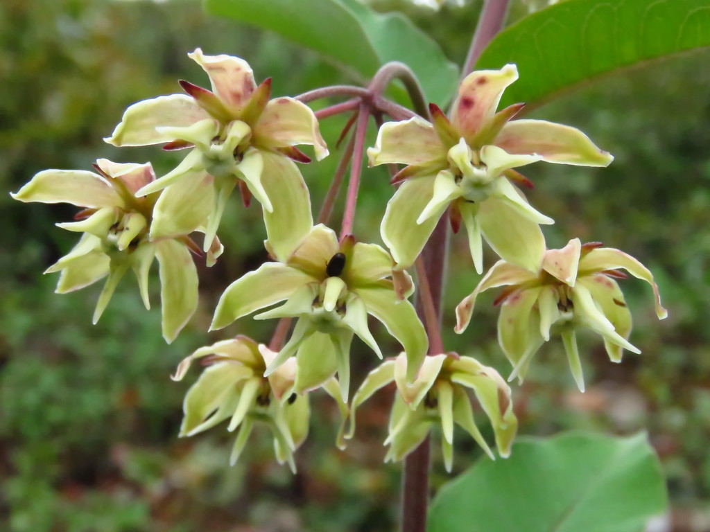 Asclepiadinae