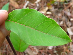 Asclepias melantha
