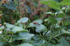 Ctenochares bicolorus