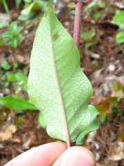 Asclepias melantha