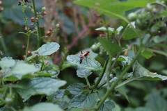Ctenochares bicolorus