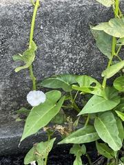 Aponogetonaceae