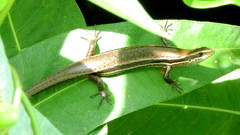 Mabuyinae