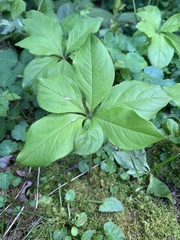 Lysimachia latifolia