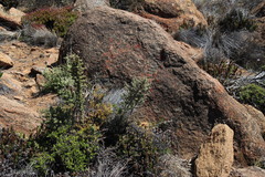 Asparagus capensis capensis