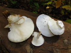 Ossicaulis lignatilis