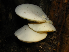 Ossicaulis lignatilis