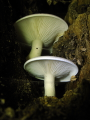Ossicaulis lignatilis