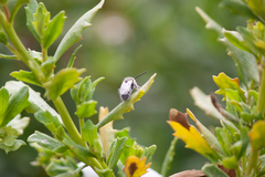 Lasioglossum sisymbrii