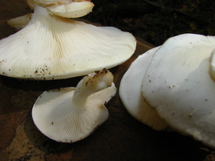 Ossicaulis lignatilis