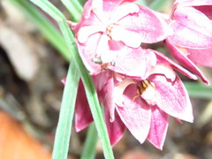 Asclepias circinalis