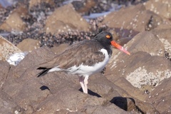 Haematopus palliatus