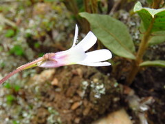 Pinguicula heterophylla