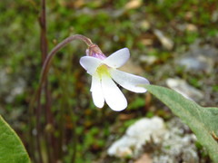 Pinguicula heterophylla